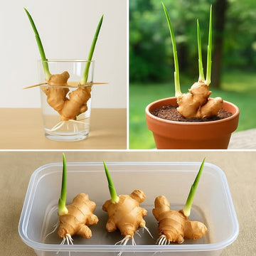 3 Easy Ways to Grow Ginger at Home – Simple, Effective & Fun
