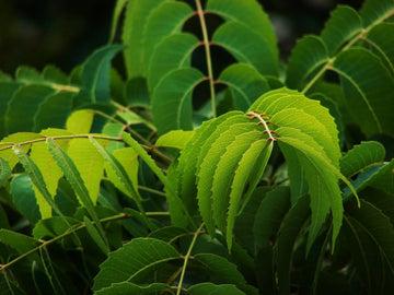 Neem Leaf Tea: Nature's Remedy