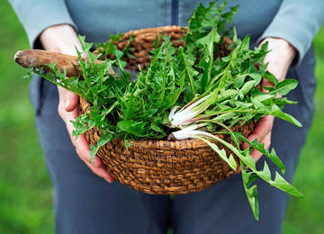 Dandelion Power: Conquering Cancer, Cholesterol, and Boosting Liver Health