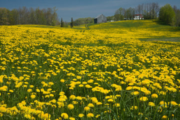 6 Benefits Of The Dandelion + How To Make Dandelion Root Tea