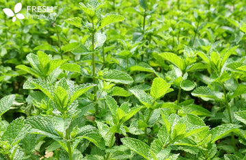 Exploring the Versatile Benefits of Spearmint: A Comprehensive Analysis of Its Impact on Human Health