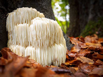 Lion's Mane Mushroom: Nature's Brain Booster