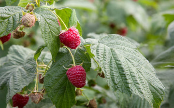Raspberry Leaf: A Natural Remedy for Women's Health