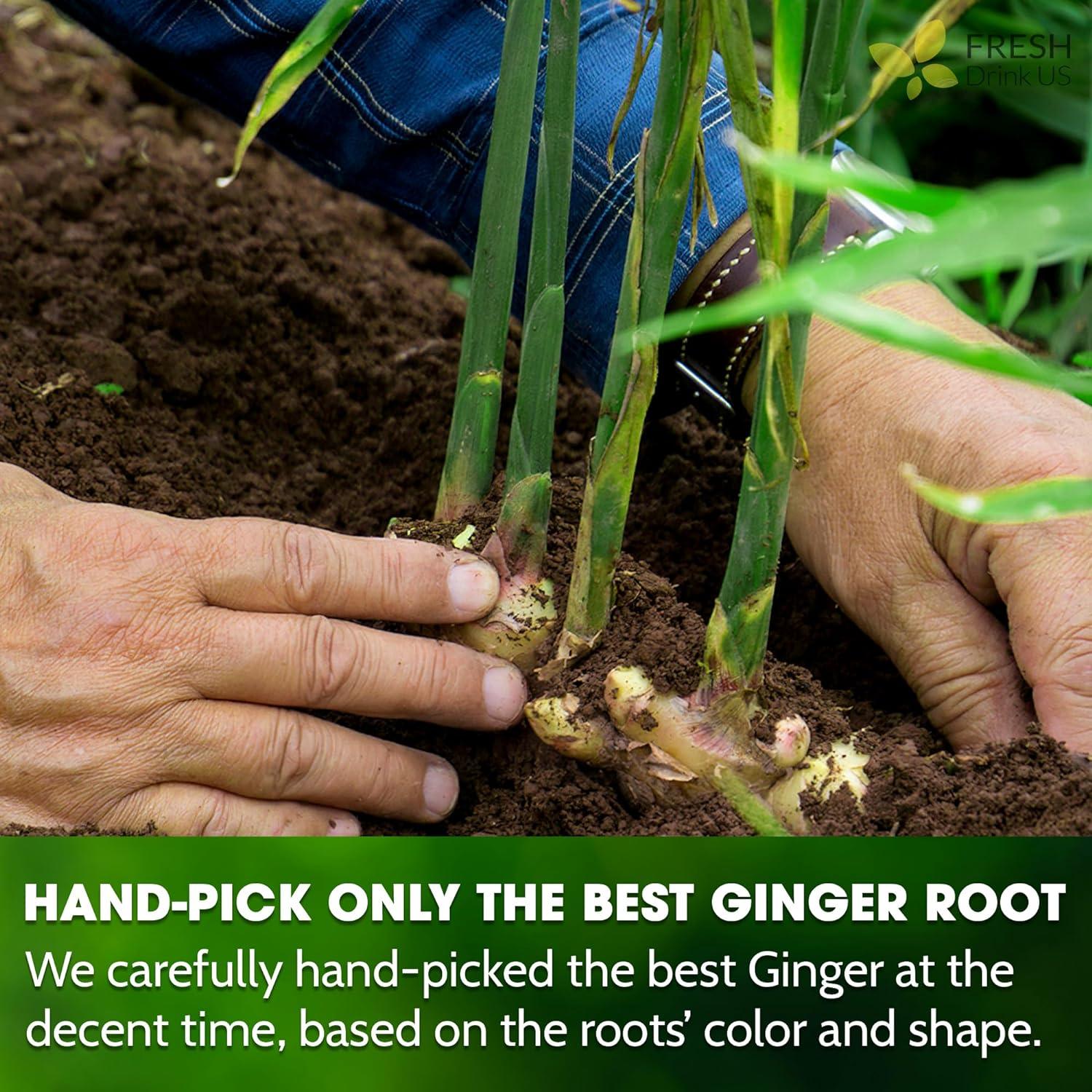 Premium Ginger Tea Bags, 100% Natural & Pure from Ginger Roots, Ginger Tea, Ginger Herbal Tea. Ginger Tea. No Sugar, No Caffeine, No Gluten, Vegan. - FreshDrinkUS - Natural and Premium Herbal Tea
