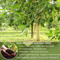 Natural Avocado Whole Leaves Dried, Tea Bags, 100% Pure from Avocado Leaves, Avocado Leaf Tea, Hojas de Aguacate Seca, No Additives, No Caffeine, Vegan - FreshDrinkUS - Natural and Premium Herbal Tea