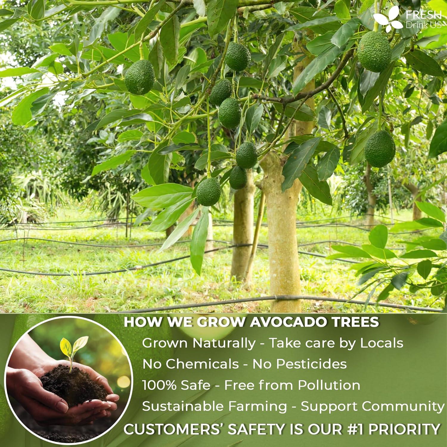 Natural Avocado Whole Leaves Dried, Tea Bags, 100% Pure from Avocado Leaves, Avocado Leaf Tea, Hojas de Aguacate Seca, No Additives, No Caffeine, Vegan - FreshDrinkUS - Natural and Premium Herbal Tea
