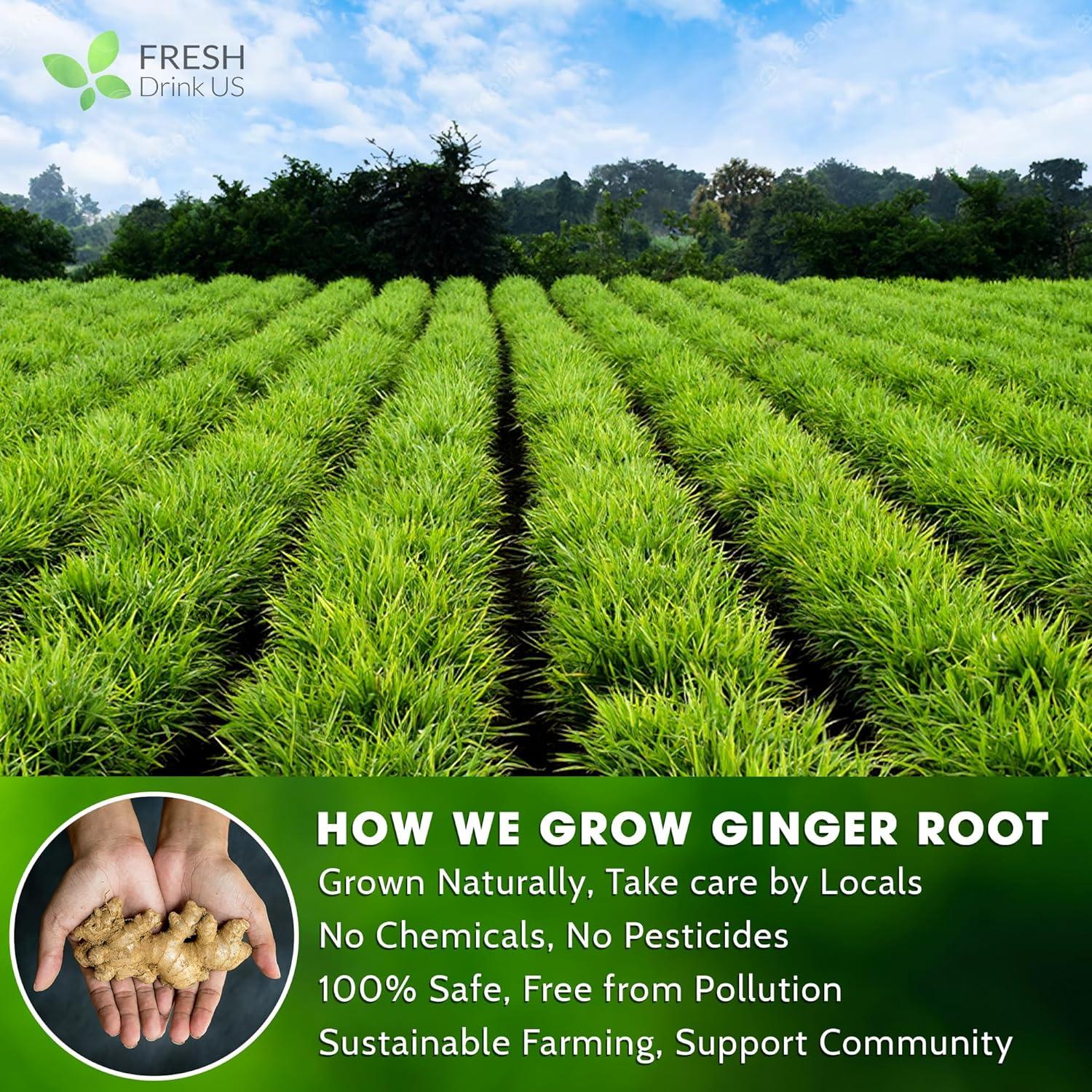 Premium Ginger Tea Bags, 100% Natural & Pure from Ginger Roots, Ginger Tea, Ginger Herbal Tea. Ginger Tea. No Sugar, No Caffeine, No Gluten, Vegan. - FreshDrinkUS - Natural and Premium Herbal Tea