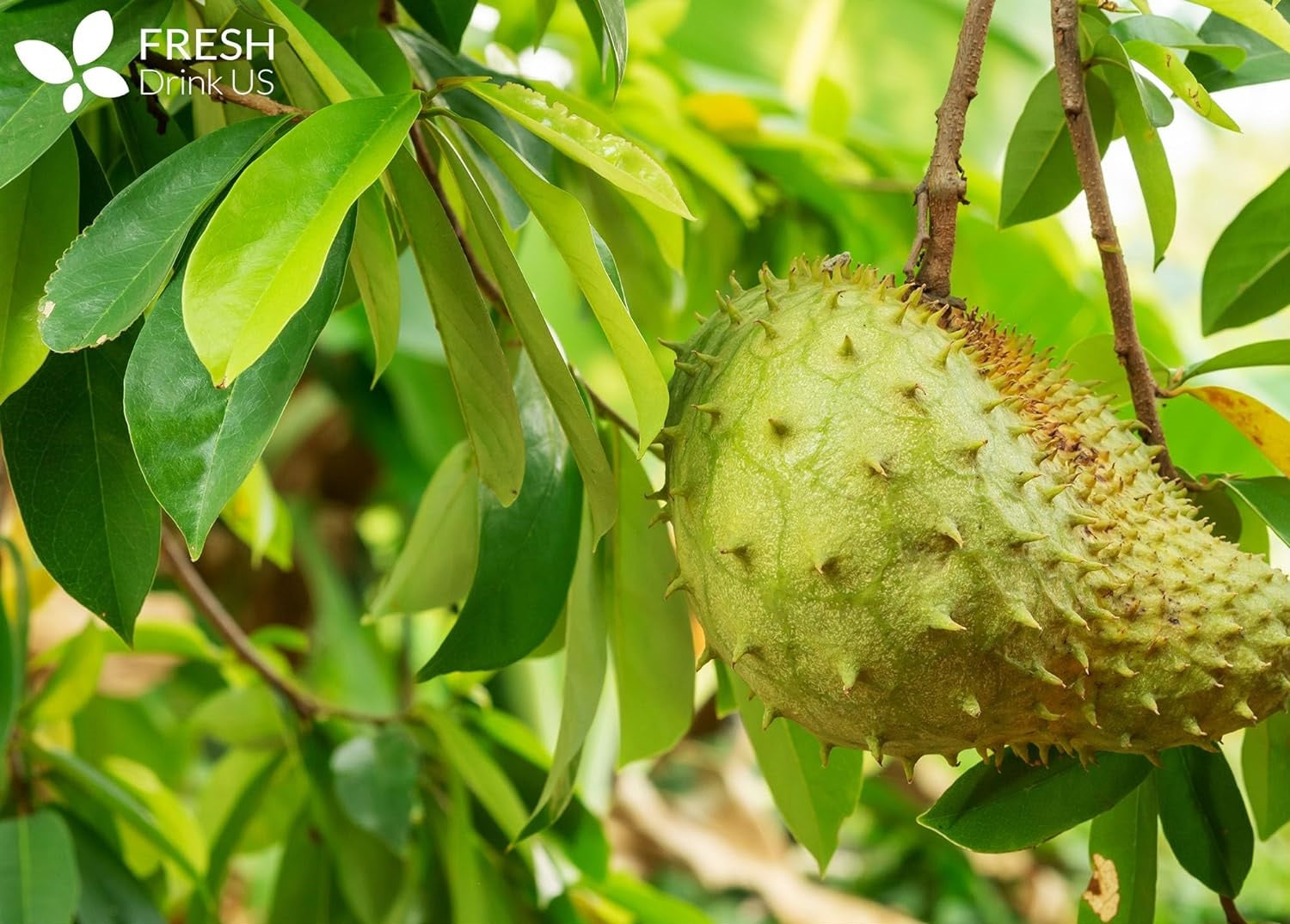 Soursop Leaf Tea Benefits