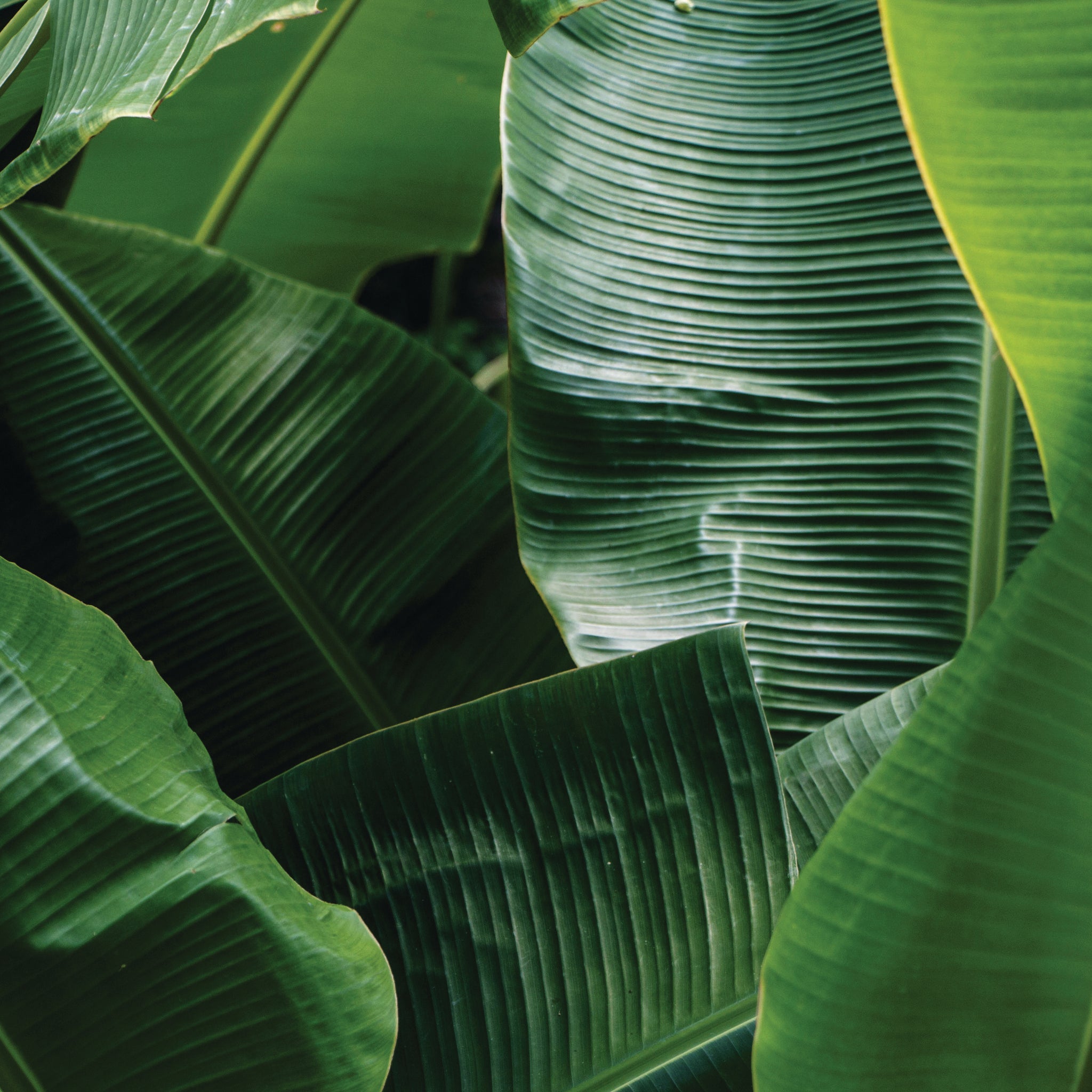 All the Cool Things You Can Do With Banana Leaves