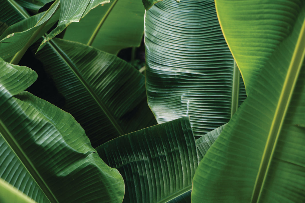 All the Cool Things You Can Do With Banana Leaves