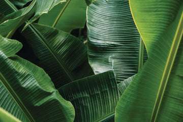 All the Cool Things You Can Do With Banana Leaves