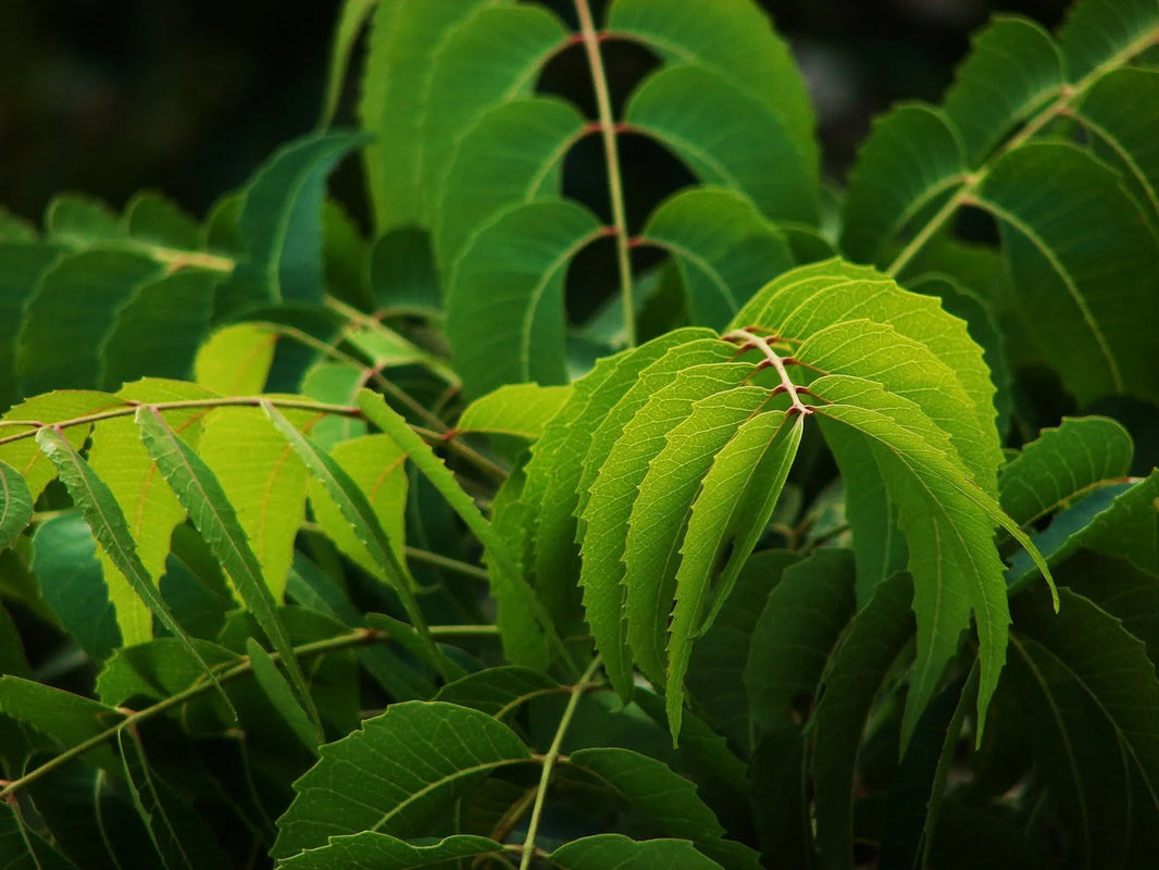 Neem Leaf Tea: Nature's Remedy