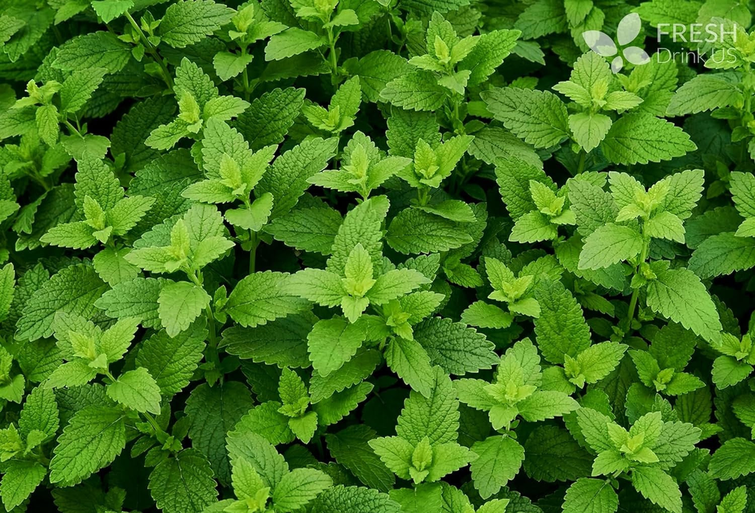 Sip Your Way to Wellness: Unveiling the Incredible Benefits of Lemon Balm Leaf Tea