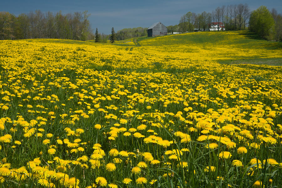 6 Benefits Of The Dandelion + How To Make Dandelion Root Tea