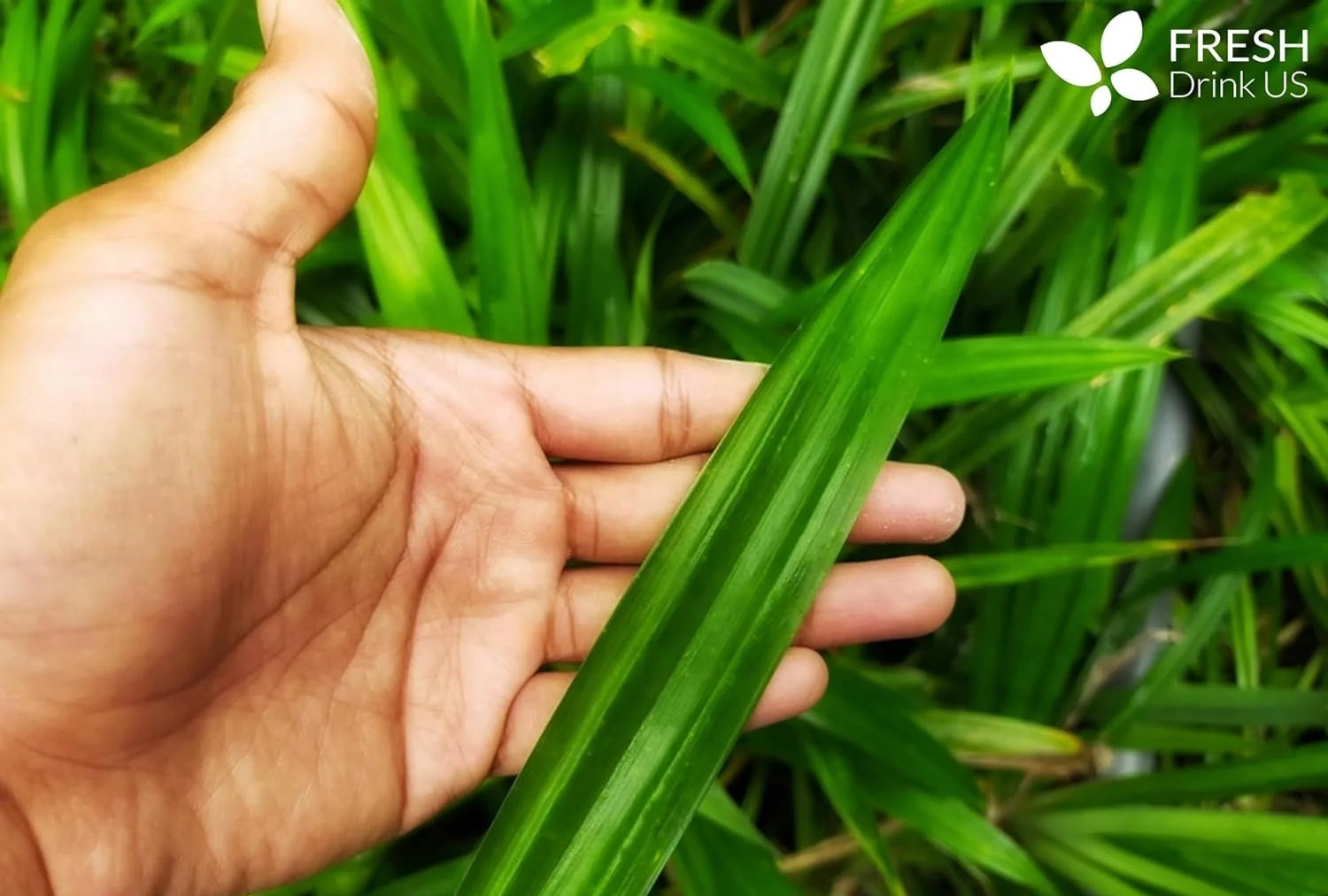 Pandan Leaf: A Fragrant and Flavorful Addition to Your Daily Routine