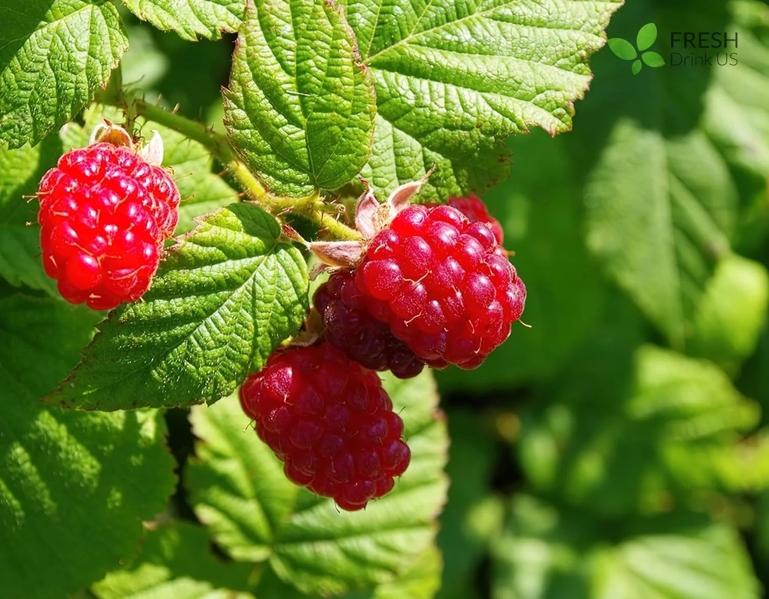 Harnessing the Therapeutic Potential: The Case for Daily Consumption of Raspberry Leaf Tea