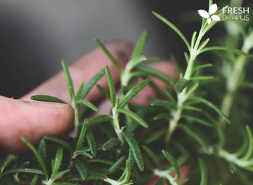 Exploring Rosemary Leaves Impact on Human Physiology