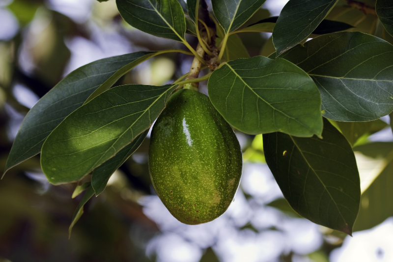 Avocado Leaves: A Hidden Gem in Your Kitchen