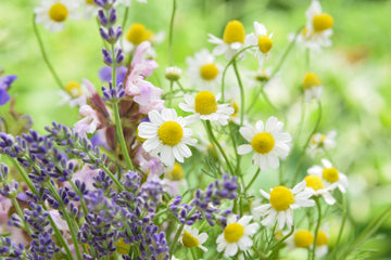 Chamomile Lavender Tea: A Natural Sleep Aid