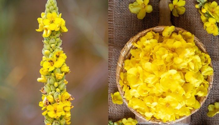 Is Mullein Safe? What You Should Know Before Drinking It