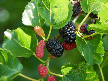 Mulberry Leaves: A Natural Approach to Managing Diabetes