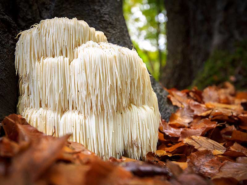 Lion's Mane Mushroom: Nature's Brain Booster