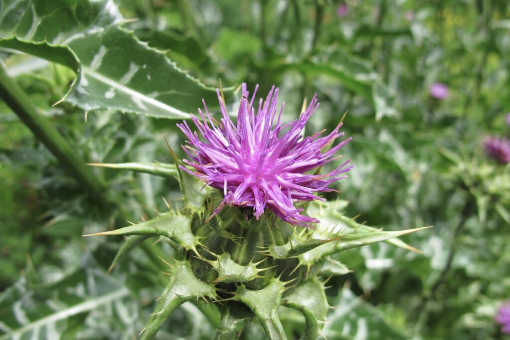 Milk Thistle Tea: A Natural Elixir for Liver Health