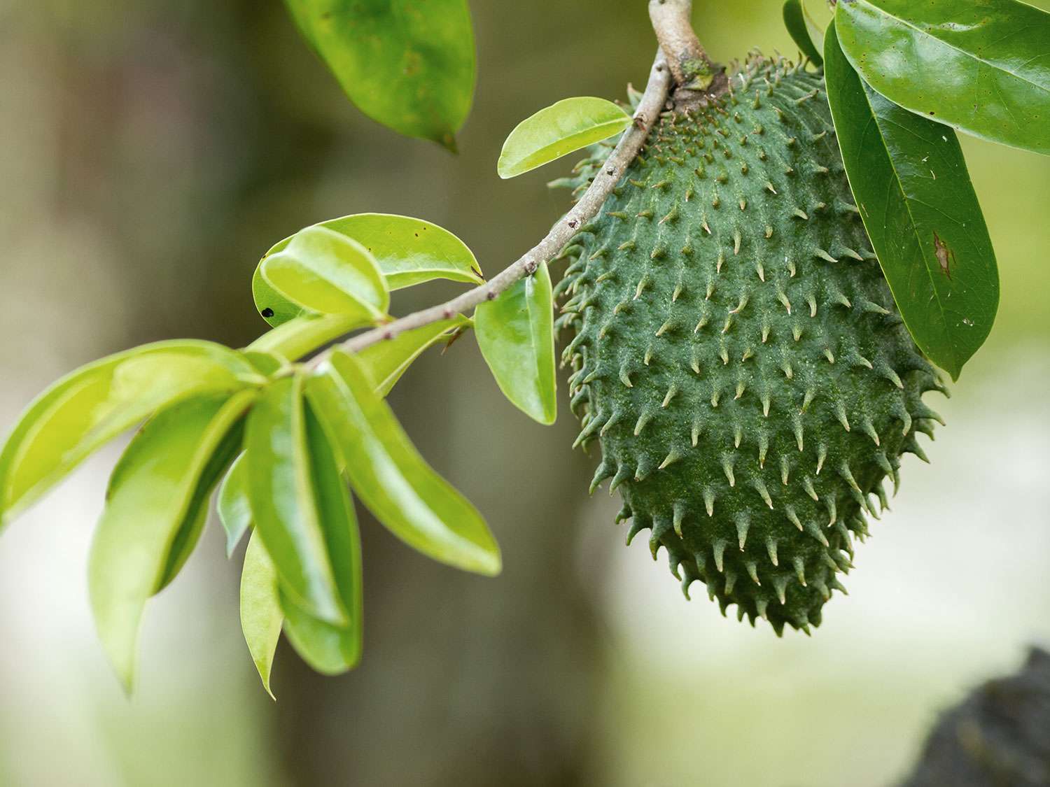 Soursop: A Tropical Fruit with Potential Health Benefits