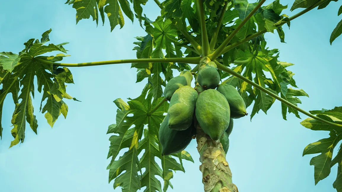 Unlock the Secret to Glowing Skin with Papaya Leaves