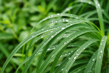 The Traditional Herb Behind Kidney & Urinary Wellness
