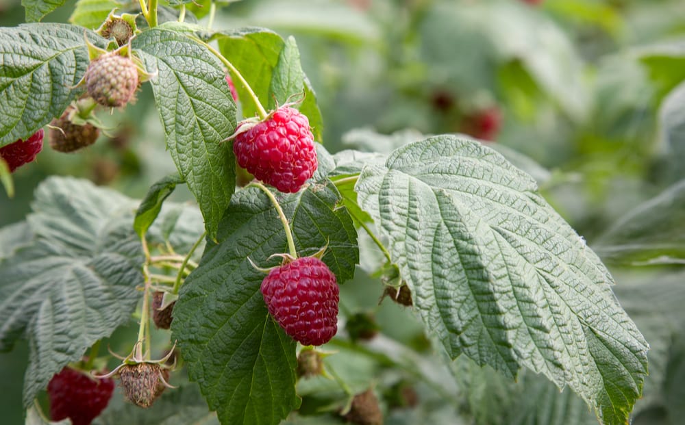 Raspberry Leaf: A Natural Remedy for Women's Health