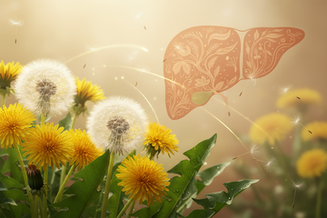 Why Dandelion Is a Powerful Herb for Liver Health