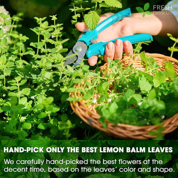 Lemon Balm Leaves