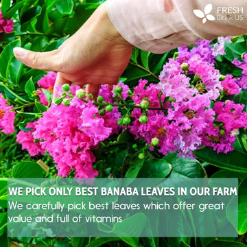 Banaba Leaves Tea
