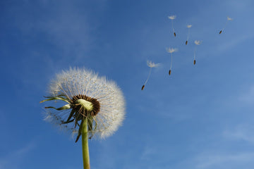 Dandelion Root Tea