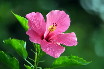 Hibiscus