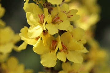 Mullein
