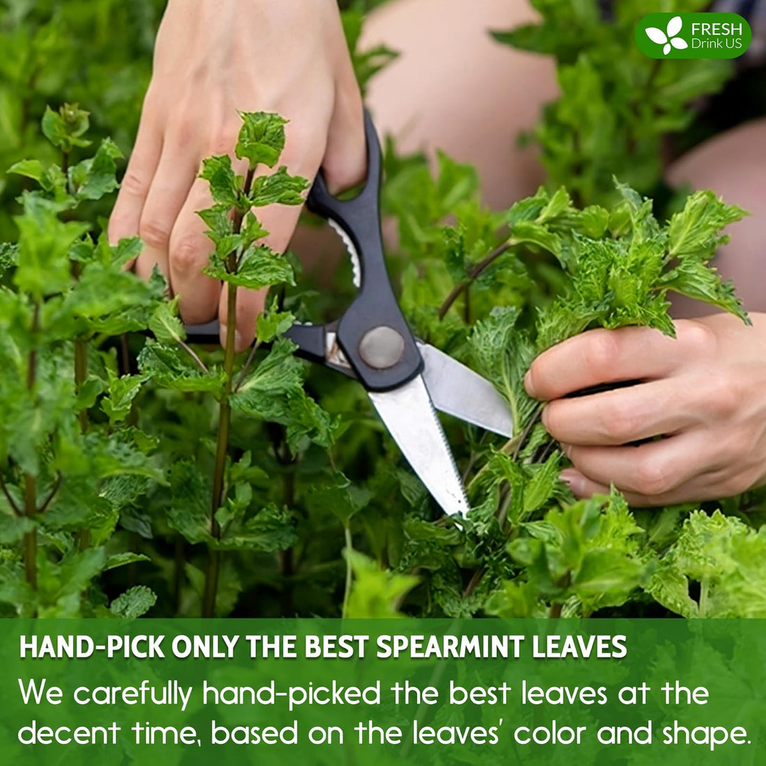 【FreshDrinkUS】 Hormone & Nutrient Balance Pack, Moringa Leaf & Spearmint Herbal Tea Bags, 100% Natural & Pure Leaves, Natural Material Tea Bags, No Sugar, No Caffeine, No Gluten, Vegan – Herbal Beverage