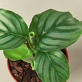 Calathea 'Orbifolia' - 4