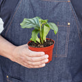 Calathea 'Orbifolia' - 4