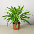 Dracaena Deremensis 'Lemon Surprise' - House Plant Shop