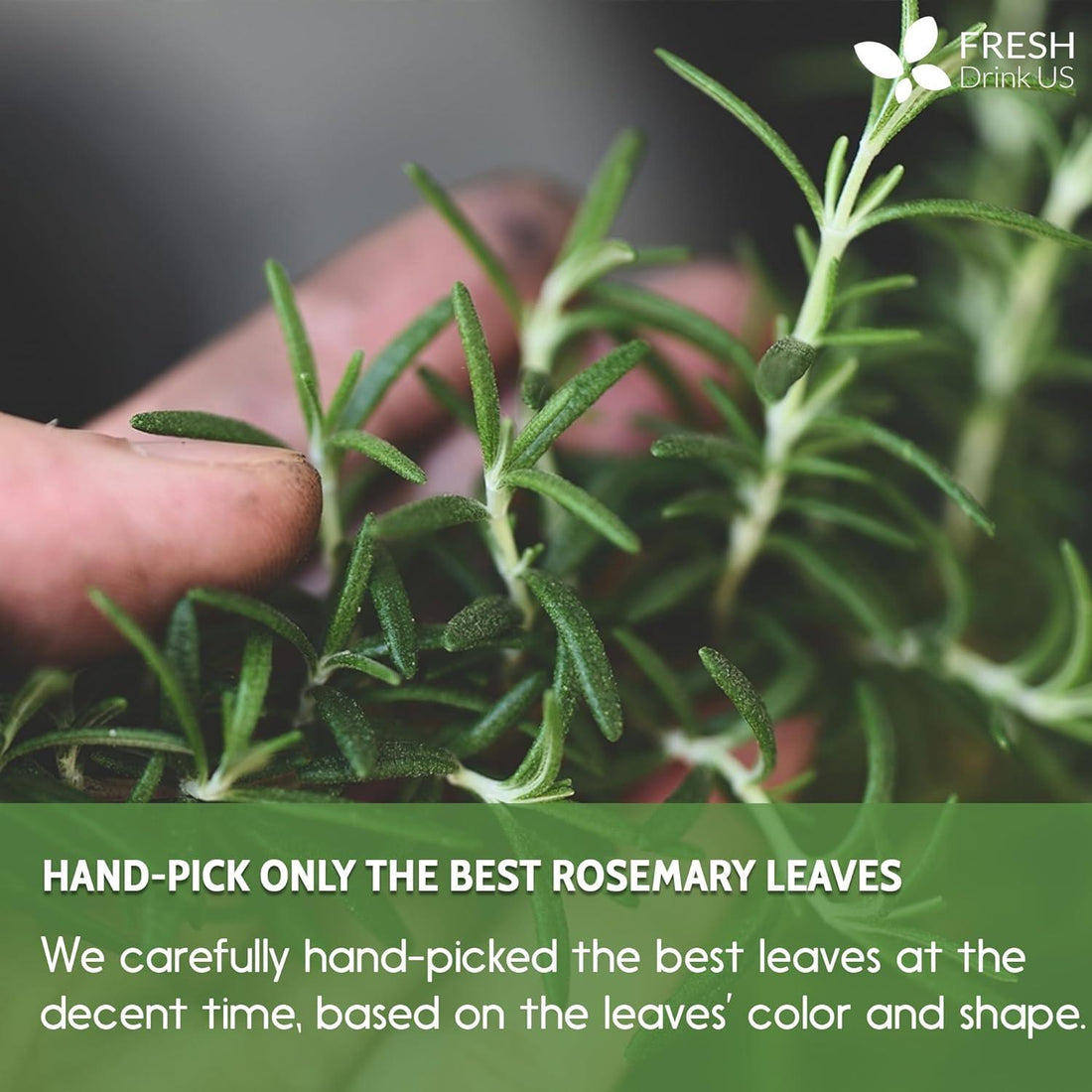 Premium Rosemary Leaves, Tea Bags, Powder, 100% Natural & Pure from Dried Rosemary Leaves, No Additives, No Caffeine, Vegan. Dried Rosemary Herb, Perfect for Seasoning, Spice Blends for Grilling & Cooking - FreshDrinkUS - Natural and Premium Herbal Tea