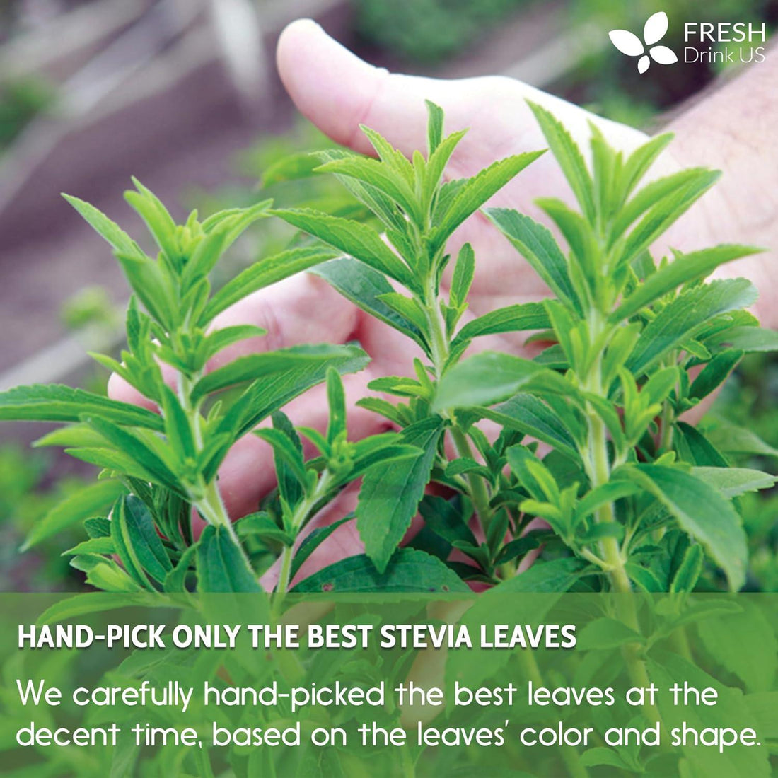 Stevia Leaf, Whole Dried Leaves, Tea Bags, Powder, 100% Natural and Pure from Stevia Leaves. Sugar Substitute for Tea, Coffee. Loose Leaf Stevia Herbal Tea. Zero Calorie Sweetener. No Sugar, No Caffeine, No Gluten, Vegan. - FreshDrinkUS - Natural and Premium Herbal Tea
