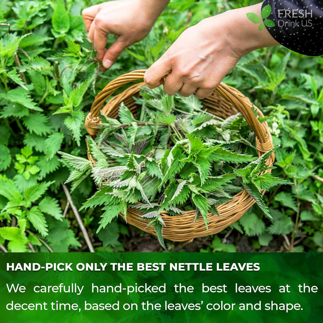 Premium Nettle Leaf Tea Bags, 100% Natural & Pure, Stinging Nettle Leaf Tea, Nettle Leaf Tea, Burn Nettle, Stinging Nettle, Nettle Tea, Stinger Tea, No Sugar/Caffeine & Gluten, Vegan - FreshDrinkUS - Natural and Premium Herbal Tea