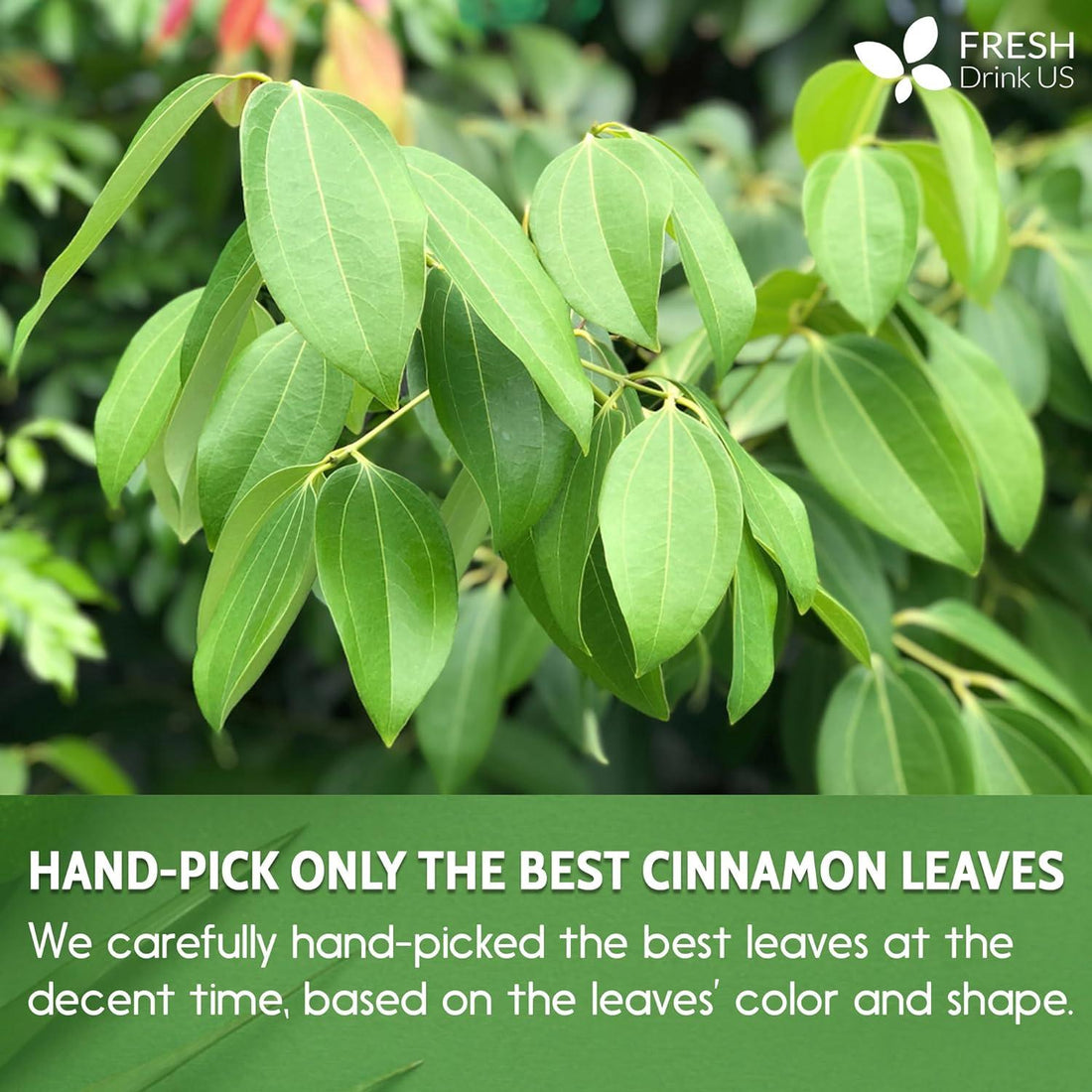 Natural Cinnamon Leaves, Whole Dried Cinnamon Leaves, Tea Bags, 100% Pure from Dried Cinnamon Leaves, Cinnamon Leaf Tea, No Additives, No Caffeine, Vegan - FreshDrinkUS - Natural and Premium Herbal Tea