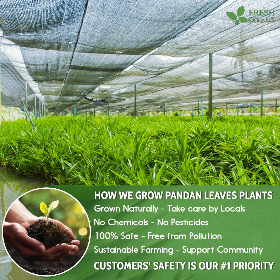 Natural Pandan Leaves Dried, Pandan Leaf Powder, 100% Pure Dried Pandan Leaves, Pandan Leaf Tea, No Additives, No Caffeine, Vegan - FreshDrinkUS - Natural and Premium Herbal Tea