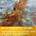 Natural Sea Moss, Make 42oz of Gel, Golden Raw Sea Moss Dried, 100% Natural & Pure, Wildcrafted, Sundried, Caffeine Free, Sugar Free, Gluten Free, Vegan, Mineral Rich, Golden Sea Moss - FreshDrinkUS - Natural and Premium Herbal Tea