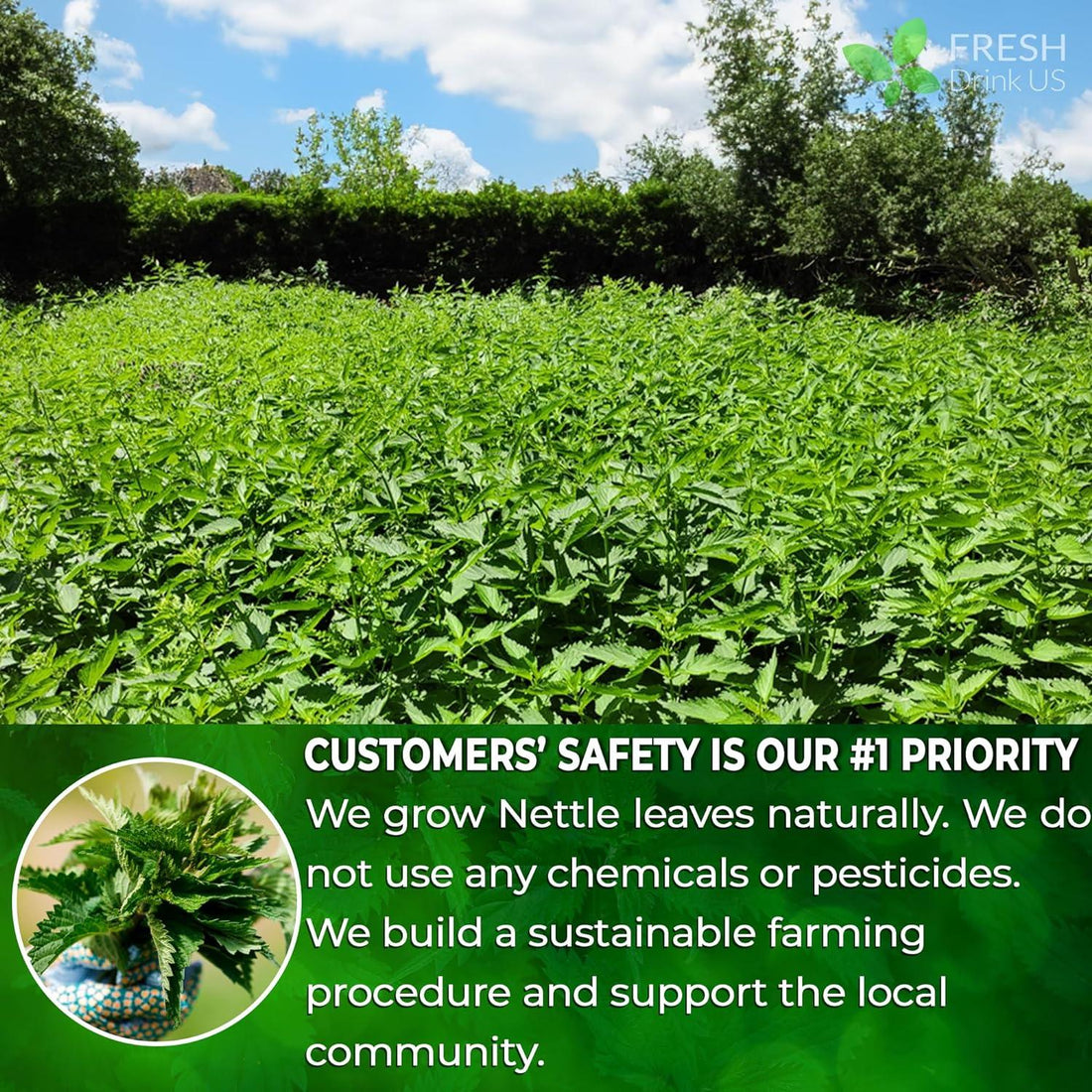 Premium Nettle Leaf Tea Bags, 100% Natural & Pure, Stinging Nettle Leaf Tea, Nettle Leaf Tea, Burn Nettle, Stinging Nettle, Nettle Tea, Stinger Tea, No Sugar/Caffeine & Gluten, Vegan - FreshDrinkUS - Natural and Premium Herbal Tea