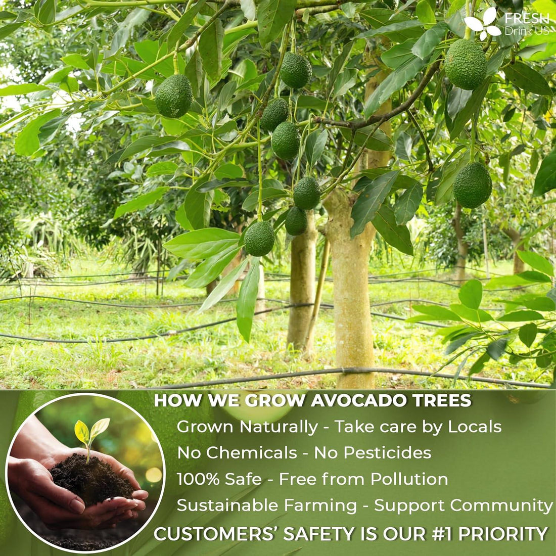 Natural Avocado Whole Leaves Dried, Tea Bags, 100% Pure from Avocado Leaves, Avocado Leaf Tea, Hojas de Aguacate Seca, No Additives, No Caffeine, Vegan - FreshDrinkUS - Natural and Premium Herbal Tea