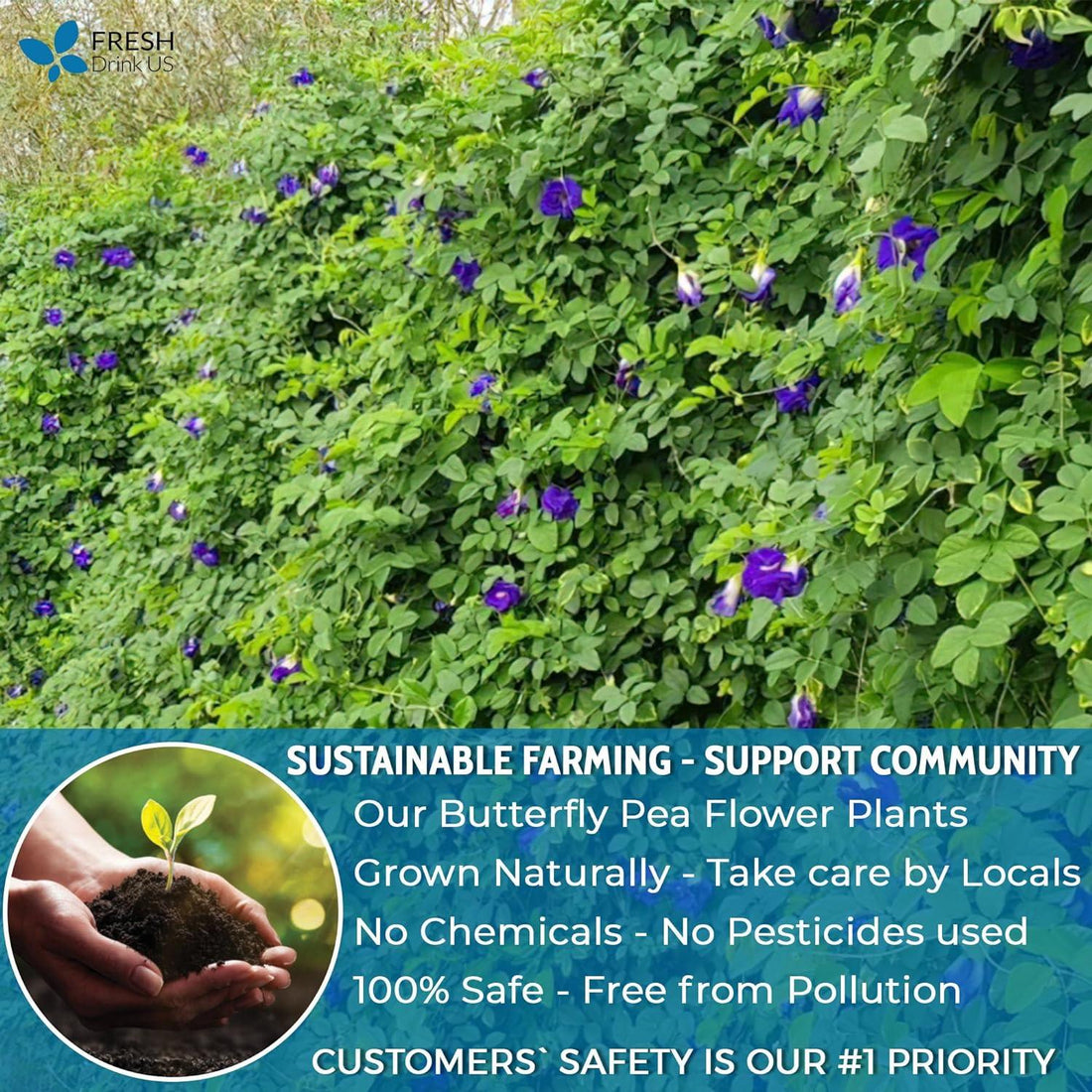 Premium Butterfly Pea Flowers, Tea Bags, 100% Natural and Pure from Butterfly Pea Flowers, Hand-made, Made With Natural Materials-Corn Fiber Tea Bag, Sugar/Caffeine/Gluten Free - FreshDrinkUS - Natural and Premium Herbal Tea